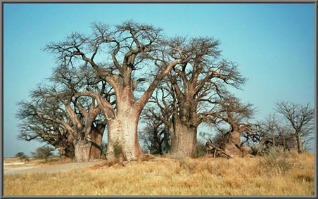 Baobab Afrika